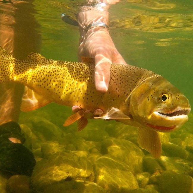 Cold and Turbid - Walk Wade Jackson Hole Fishing Report