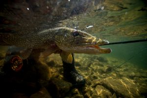 Selwyn Lake Lodge Saskatchewan - Pike Fly Fishing