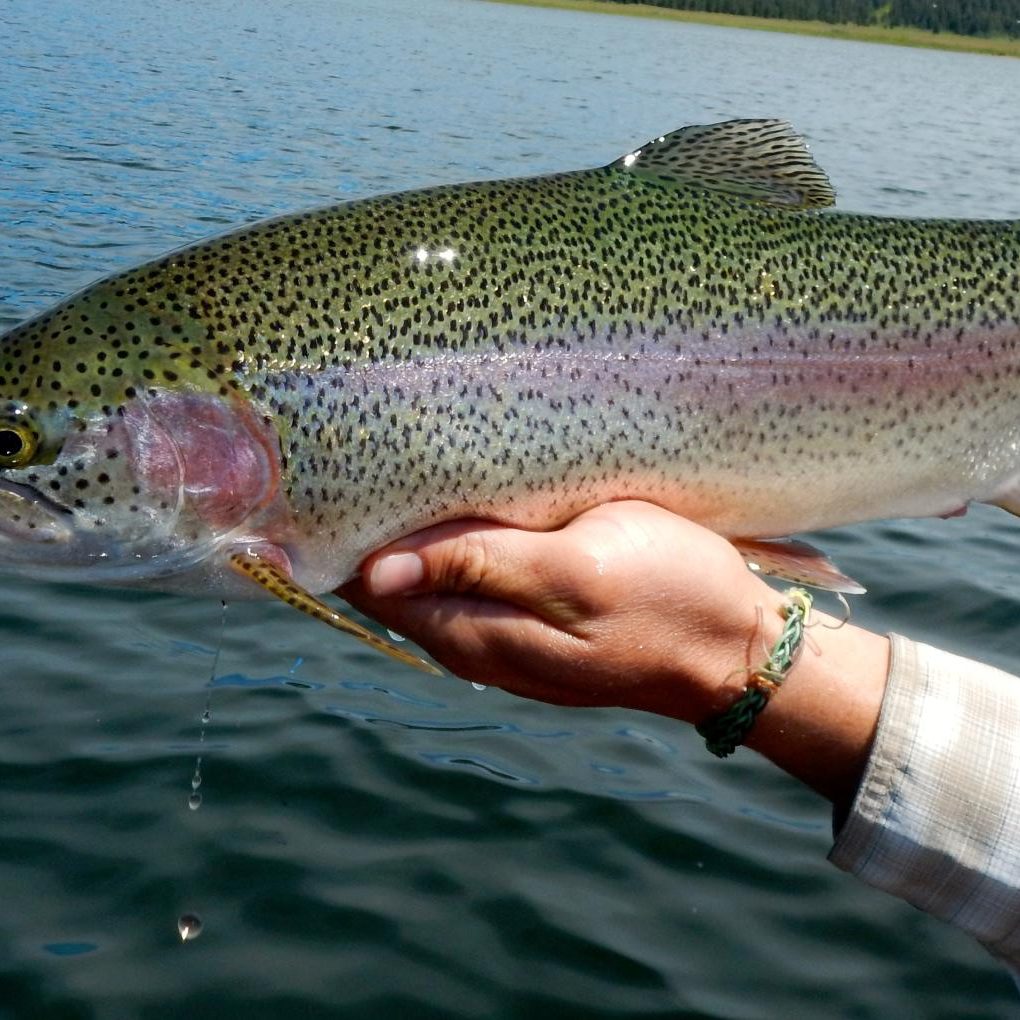 Fly Fishing Lakes and Reservoirs