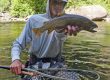 Walk Wade Jackson Hole Fishing Report