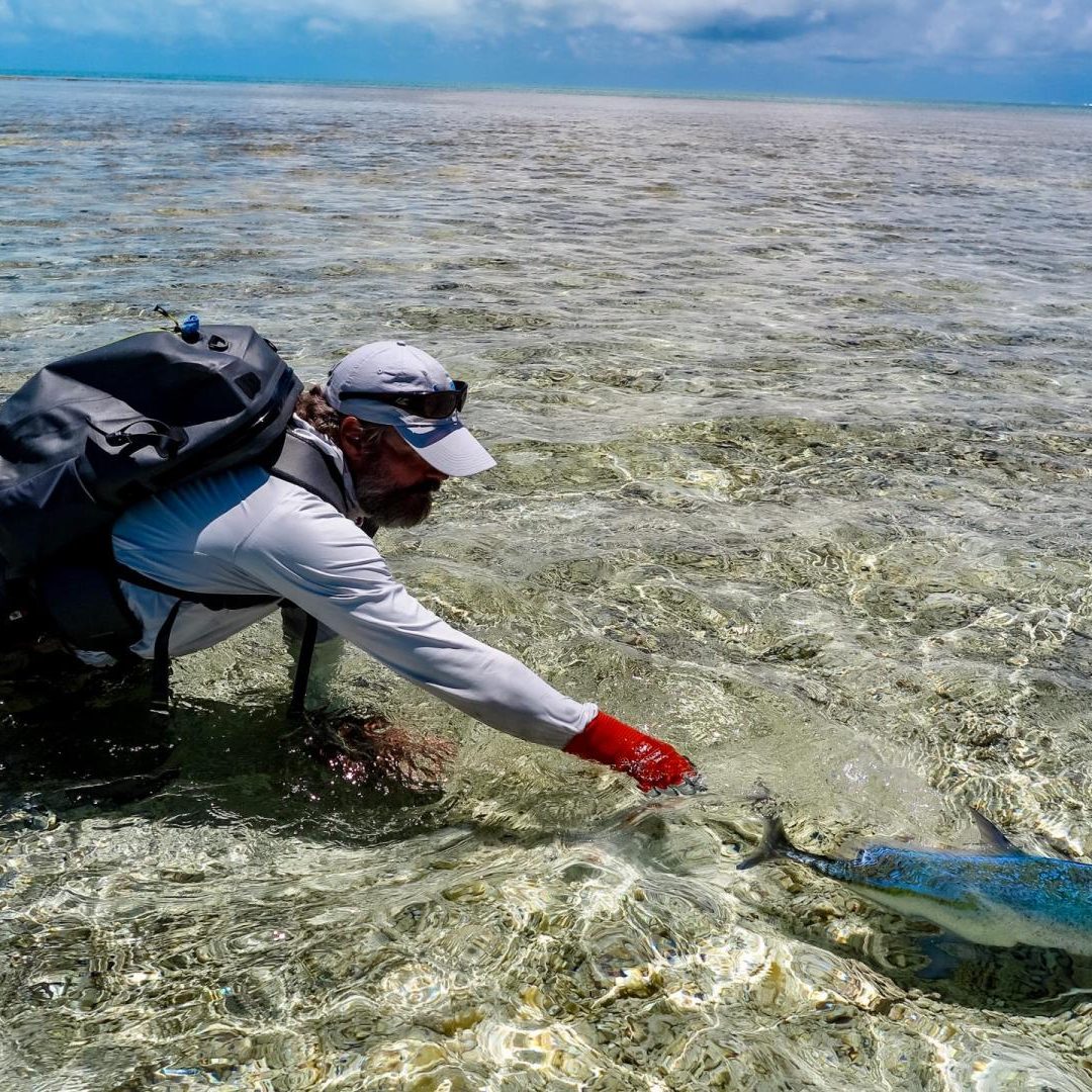 St-Brandons-Atoll-Bluefin-Trevally-Release-Derek-Hutton