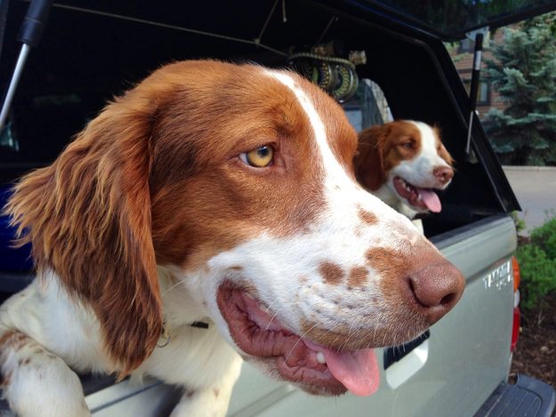 WorldCast Anglers Dogs Hoss Tashi