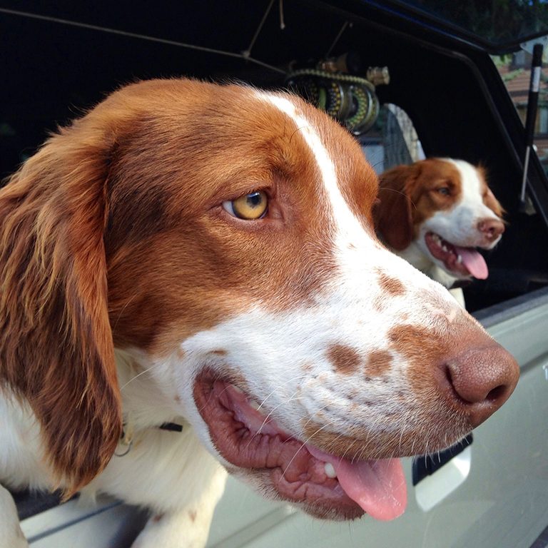 WorldCast Anglers Dogs Hoss Tashi
