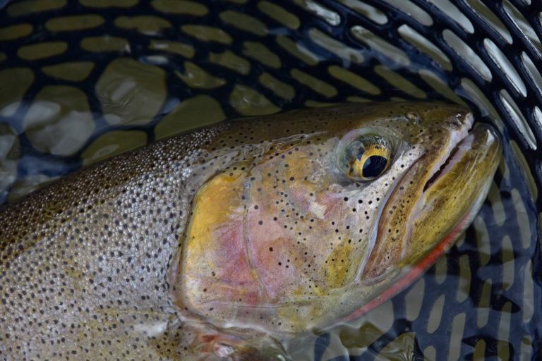 Snake River Fishing Report