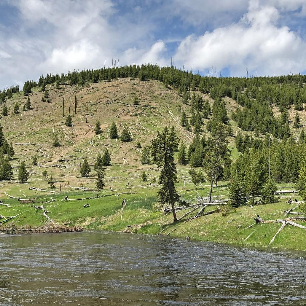 Fly Fishing Yellowstone National Park