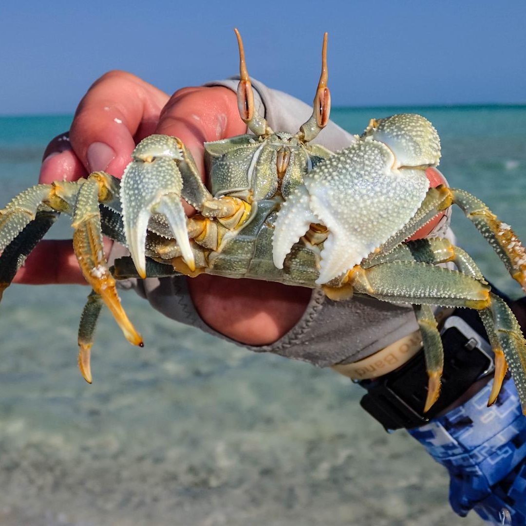 St. Brandon's Atoll Fly Fishing