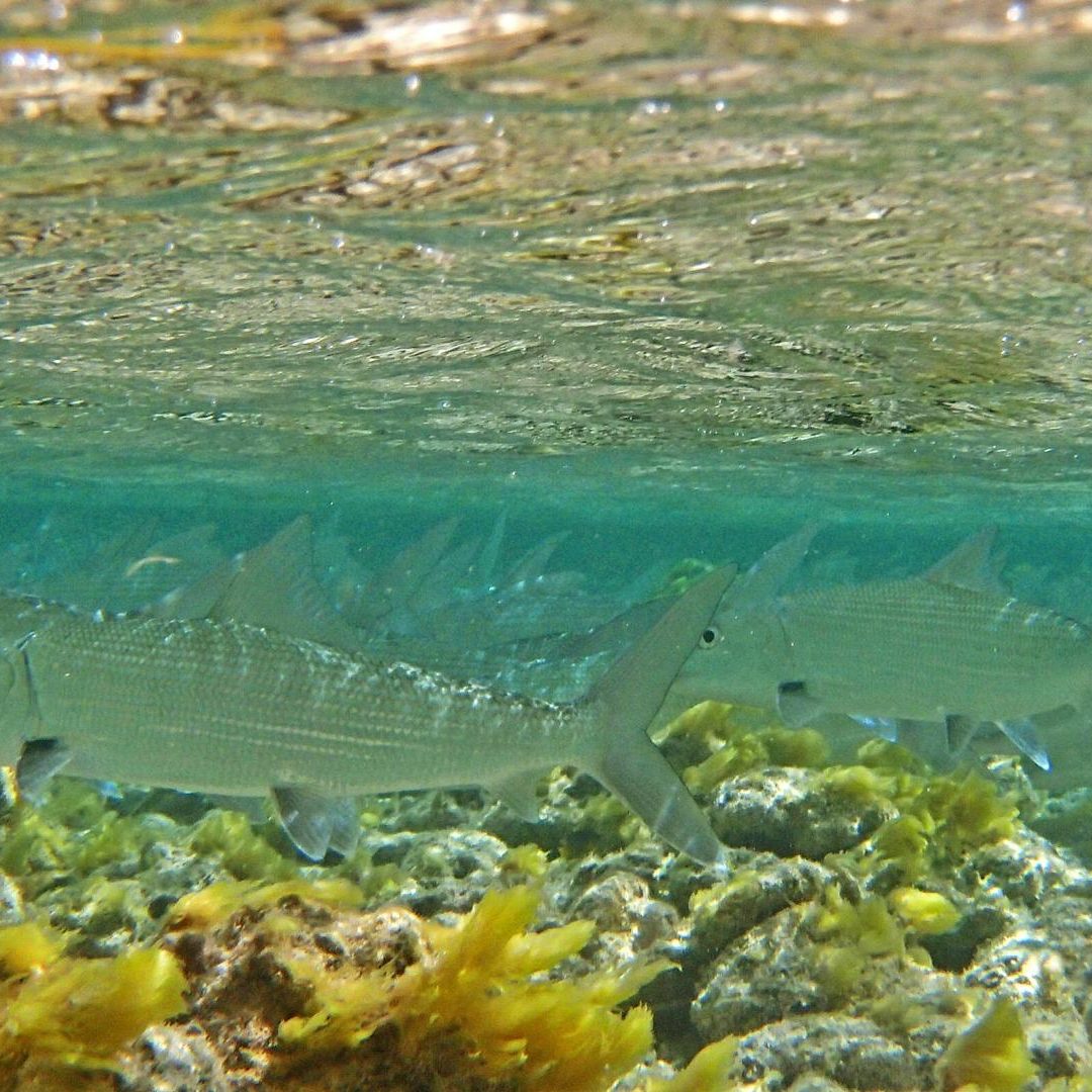 Turneffe Flats Fly Fishing Lodge