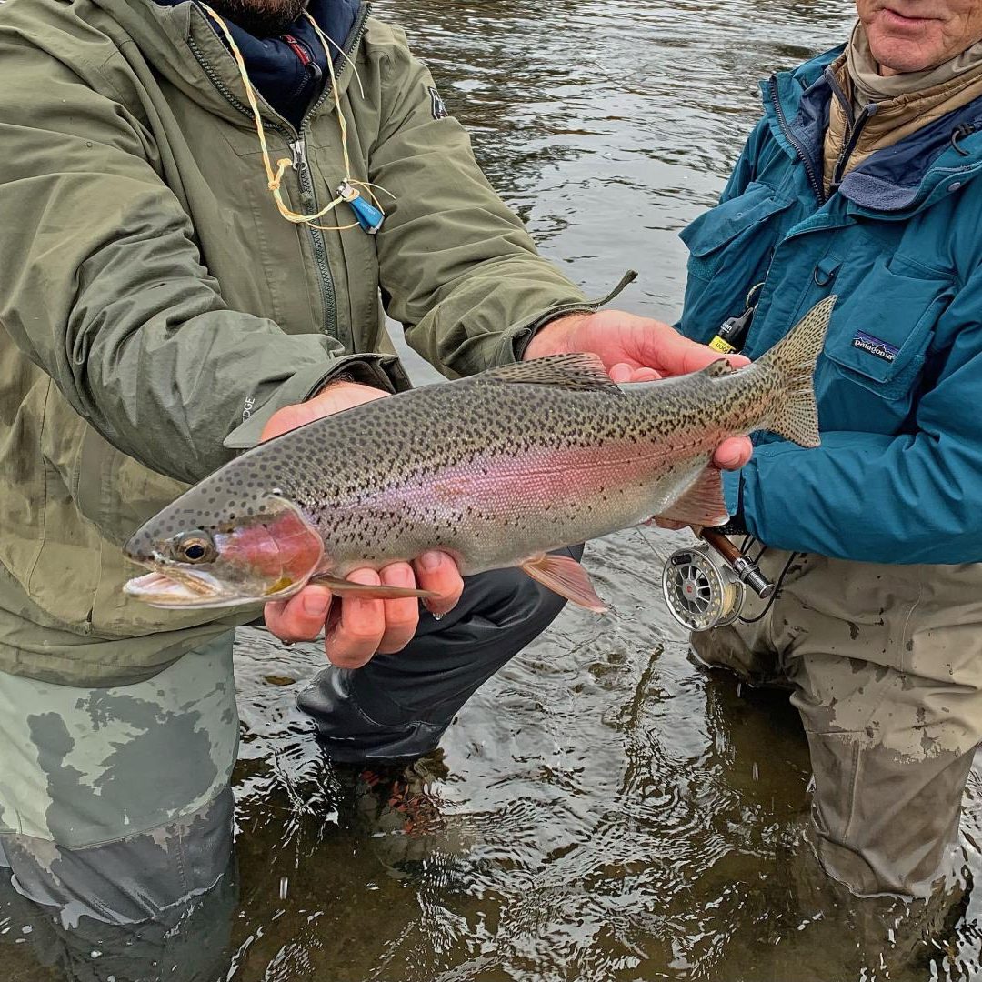 Fly Fishing Yellowstone National Park