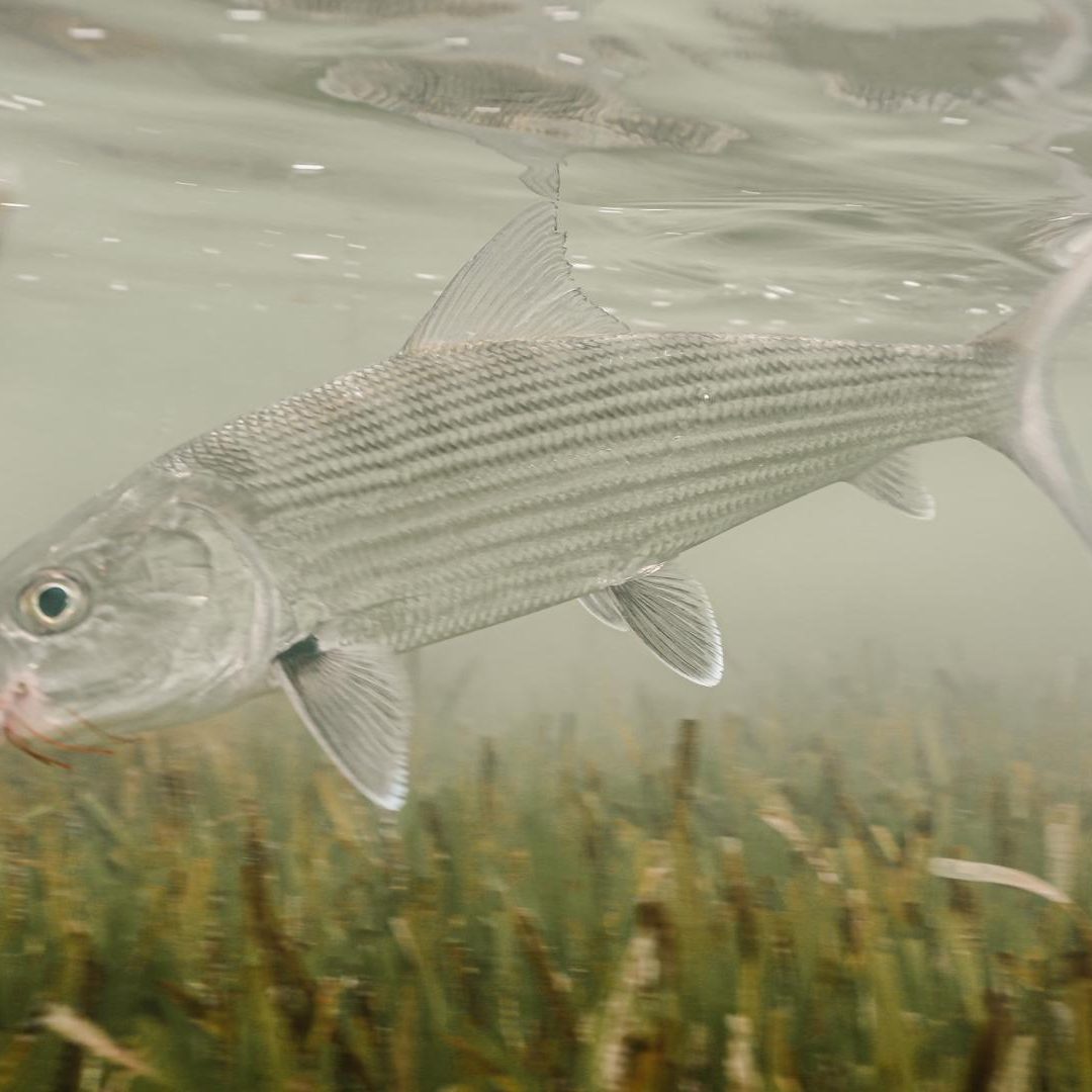 Saltwater 101 Fly Fishing School