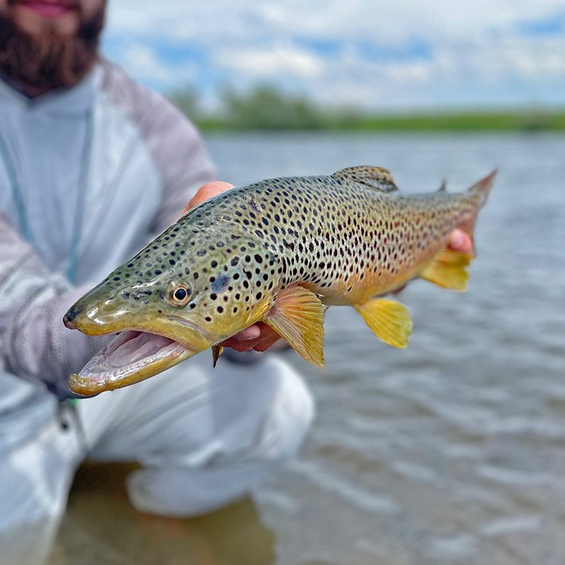 Fly Fishing Idaho's Henry's Fork River - WorldCast Anglers