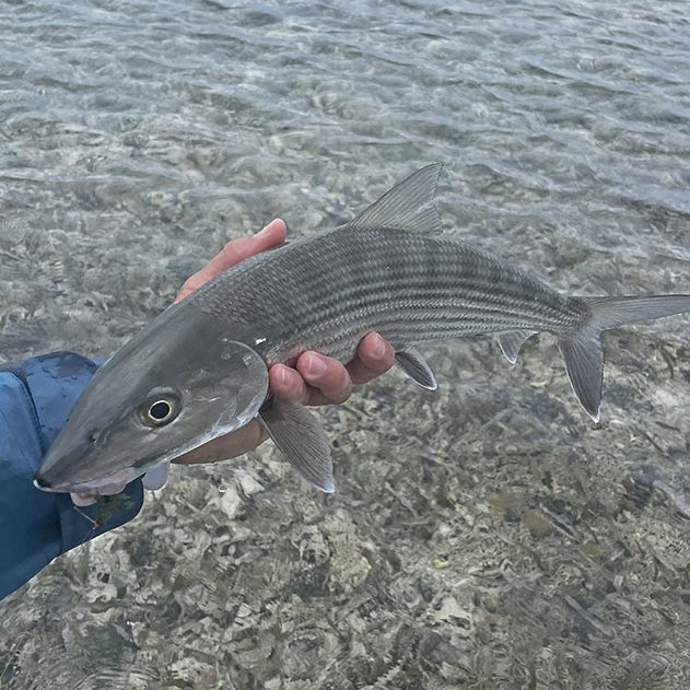 Turneffe Flats Bonefish