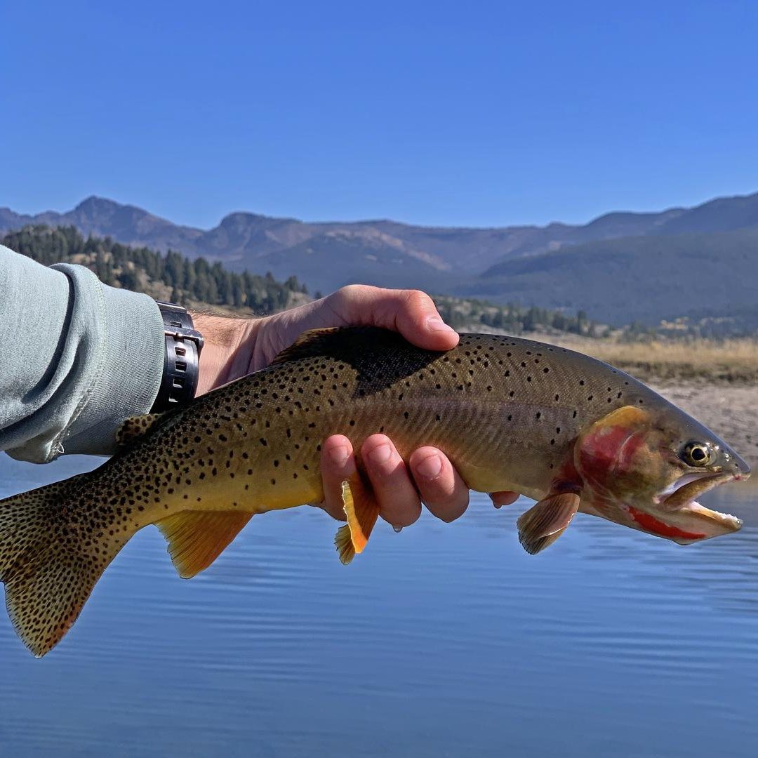 Fly Fishing Yellowstone National Park