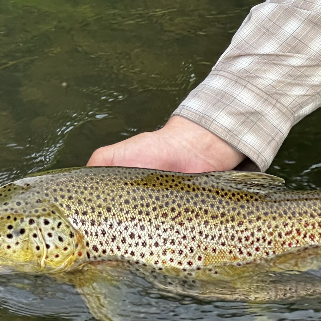Fly Fishing Idaho's Henry's Fork River - WorldCast Anglers