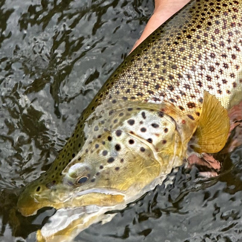 Fly Fishing Idaho's Henry's Fork River - WorldCast Anglers