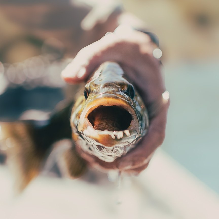 Bass on the Fly Tournament