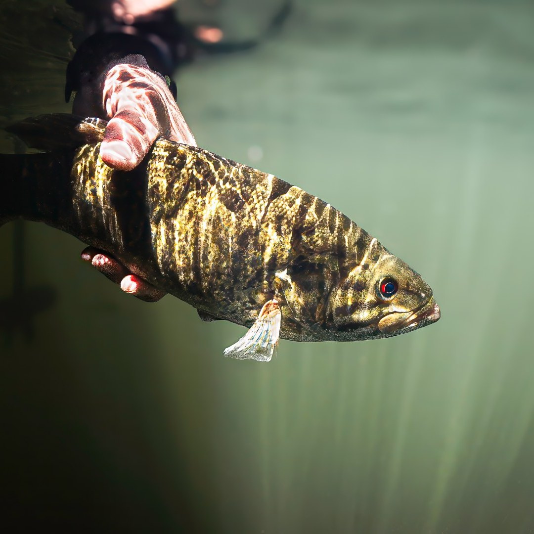 Bass on the Fly Tournament