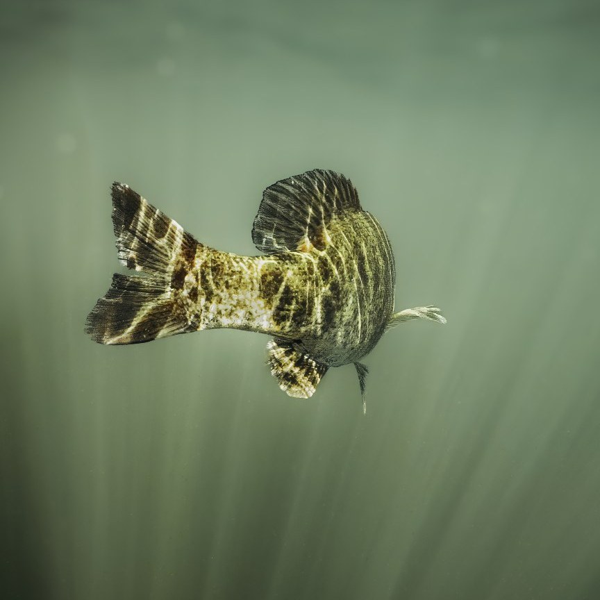 Bass on the Fly Tournament