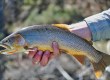 Salt River Fishing Report