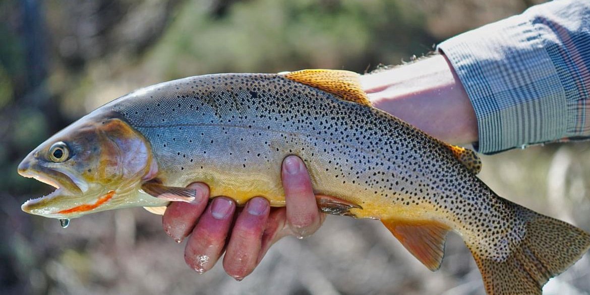 Salt River Fishing Report