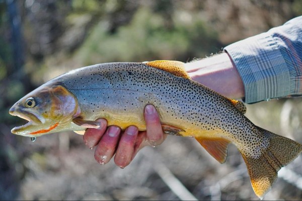 Salt River Fishing Report Salt River Fishing Report