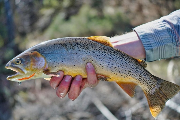 Salt River Fishing Report
