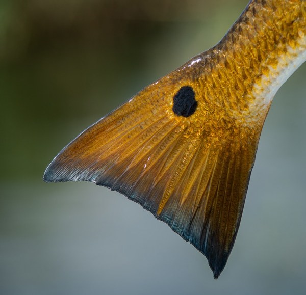Southern Way Charters - Venice Louisiana Hosted Trip Report Redfish Tail