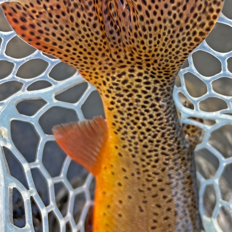Fly Fishing Yellowstone National Park