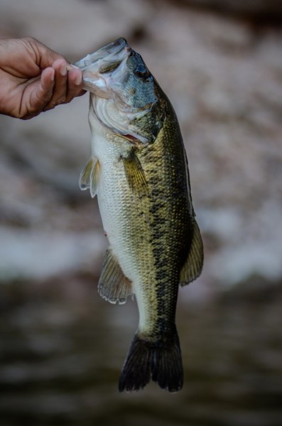 Mexico Bass on the Fly Invitational