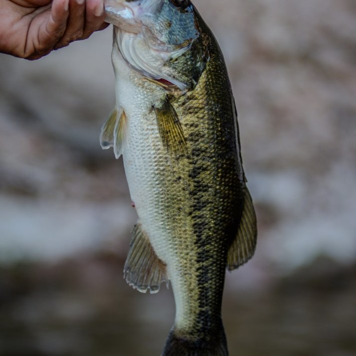 Mexico Bass on the Fly Invitational