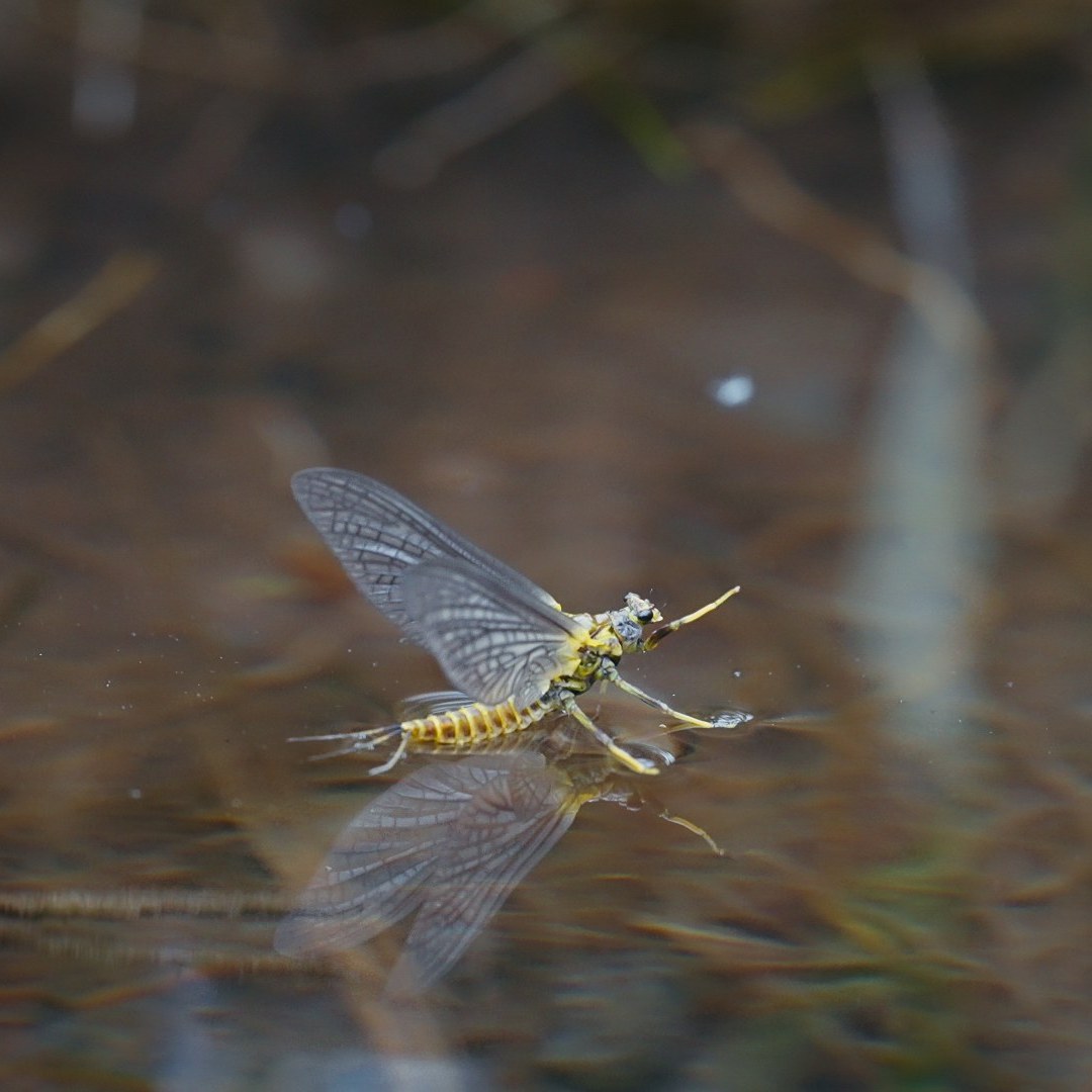 Fly Fishing Idaho's Henry's Fork River - WorldCast Anglers