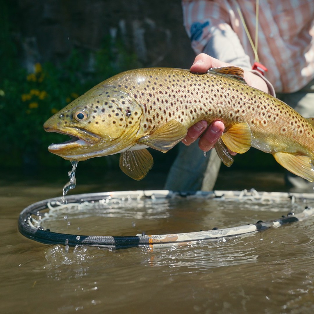 Fly Fishing Idaho's Henry's Fork River - WorldCast Anglers