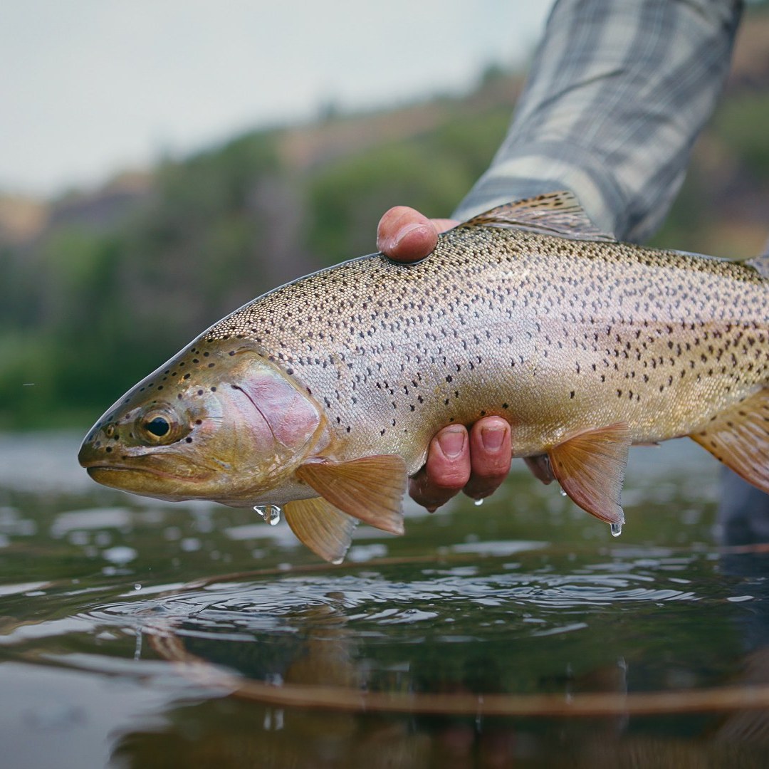 South Fork of the Snake River Fly Fishing