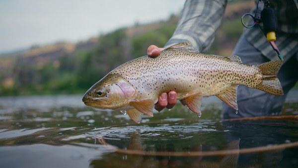 South Fork of the Snake River Fly Fishing